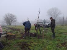 országfásítás 2025