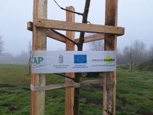 országfásítás 2025