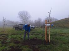 országfásítás 2025