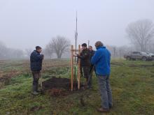 országfásítás 2025