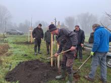 országfásítás 2025