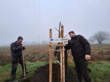 országfásítás 2025