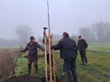 országfásítás 2025