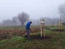 országfásítás 2025