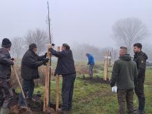 országfásítás 2025