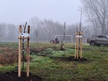 országfásítás 2025