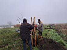 országfásítás 2025