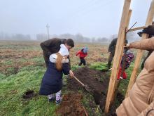 országfásítás 2025