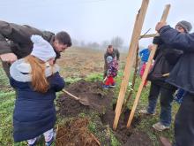 országfásítás 2025