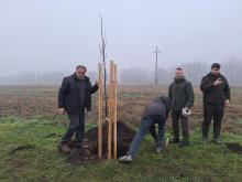 országfásítás 2025