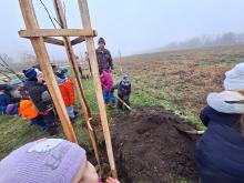 országfásítás 2025