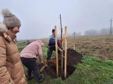 országfásítás 2025