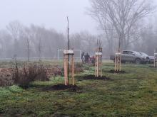 országfásítás 2025