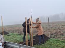 országfásítás 2025