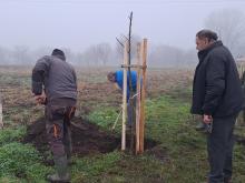 országfásítás 2025