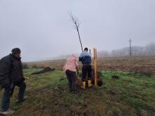 országfásítás 2025