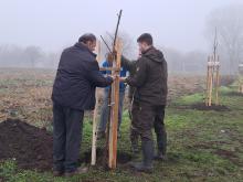 országfásítás 2025