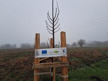 országfásítás 2025