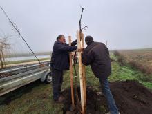 országfásítás 2025