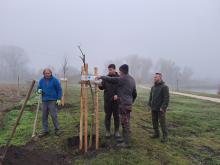 országfásítás 2025