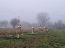 országfásítás 2025