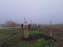 országfásítás 2025