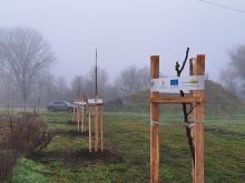 országfásítás 2025