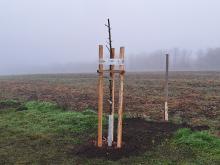 országfásítás 2025