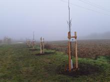 országfásítás 2025