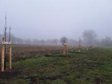 országfásítás 2025