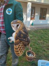 ősz és advent 2025 oviban