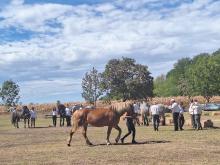 Lovasnap 2026